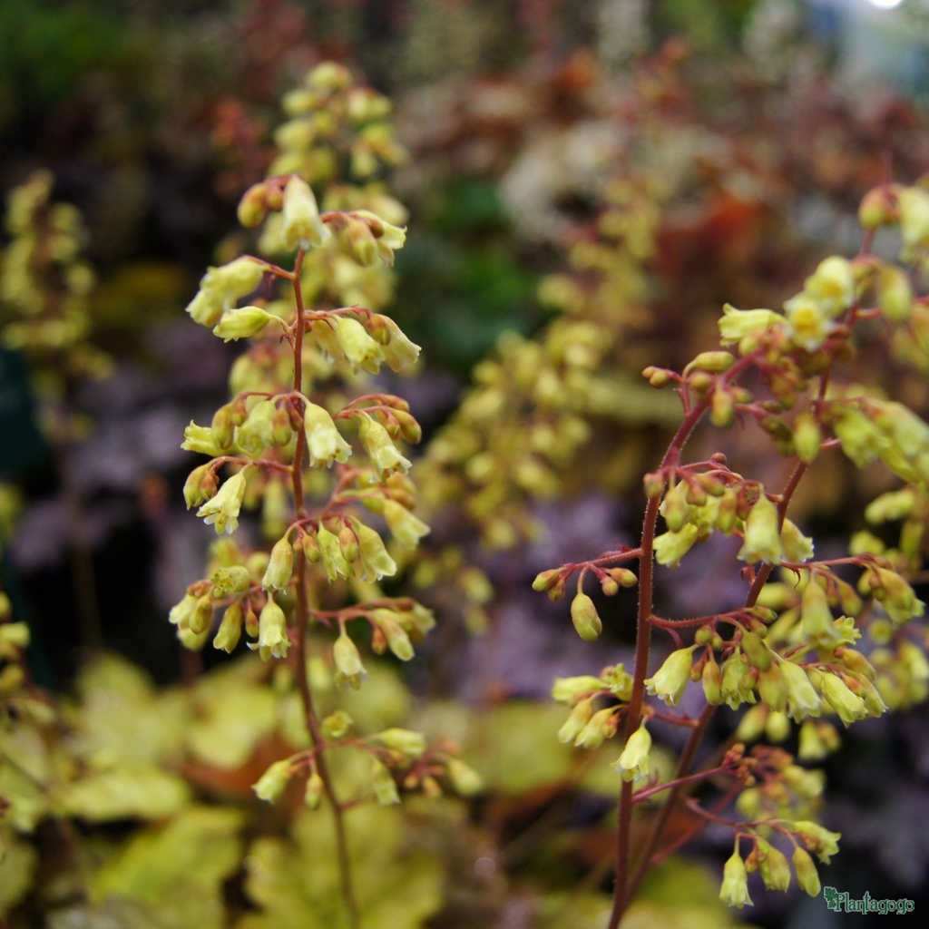 Heuchera 'Ginger Ale' from the Chelsea Gold Medal winning nursery